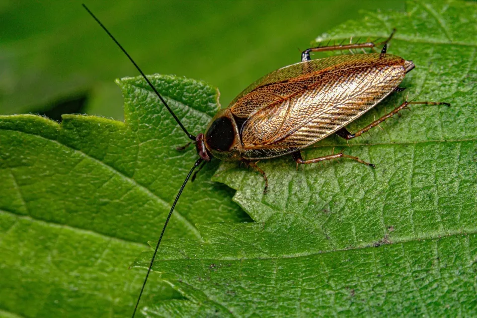 Cockroach — Pest Control