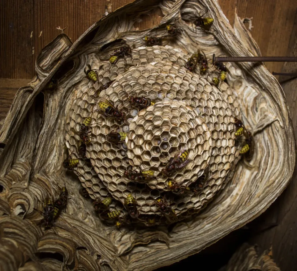 Wasp Nest — Pest Control